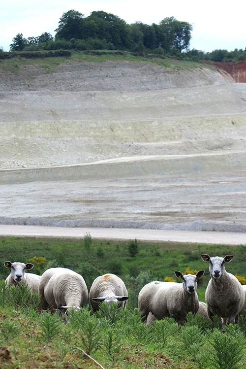 Moutons boulonnais dans les carrières de Lumbres.